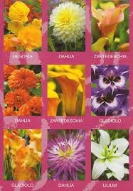 Flores Que Se Pueden Plantar En Marzo Actualizado Abril 2022