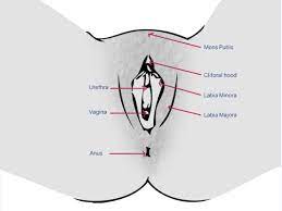 Alibaba.com offers 4,003 female private parts products. 73 Of Women Still Confused About What A Vulva Is So Here S The Diagram You Need Huffpost Uk Life