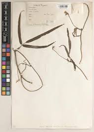 Image result for Vigna reticulata