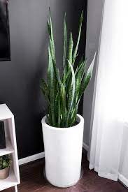 How To Take Care Of A Snake Plant Snake Plant Care Indoors Snake Plant Care Snake Plant Indoor House Plants Decor