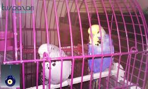 Https Www Kuspazari Com Ilan 1 Cift Ingiliz Takim Sahibini Bekliyor Sirin Dostlarimiz Gibi Daha Bircogunu Sitemizden Ziyaret Ede Muhabbet Kuslari Cift Kusu