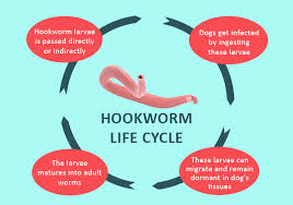 Maybe you would like to learn more about one of these? How Do You Protect Your Dogs From Hookworm Bestvetcare