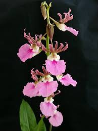 Image result for Eulophia guineensis