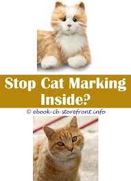 10 Fantastic Cat Spray Natural Cat Spray Male Cat Spraying Cats