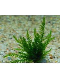 Image result for Rotala fontinalis
