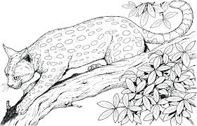 A coloring page set and a colored animal set include a jaguar, a poison dart frog, a sloth, a snake, a tapir, and a toucan. Jungle Coloring Pages Best Coloring Pages For Kids
