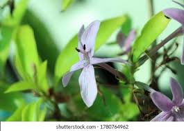 Image result for Eranthemum laxiflorum