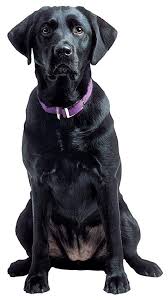 We have 27 labrador retriever price in sri lanka ads under animals & pets category. Paper House Productions 3 75 X 1 75 Die Cut Black Labrador Retriever Dog Shaped Magnet For Refrigerators And Lockers Buy Online In Sri Lanka At Desertcart 194697598