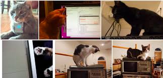 Aug 08, 2021 · international cat day 2021 is celebrated on august 8 every year. 5tzvhkzxtgdzxm