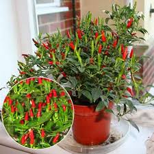 Approximately 1 inch long, conical flavor: Philippines Ready Stock Pepper Seeds 200pcs Sun Chili Pepper Chili Ornamental Chili Seed Bonsai Plant Plants For Sale Easy To Planting In Local Lazada Ph