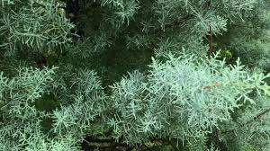 Image result for Cupressus arizonica