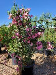 Image result for Nerium oleander