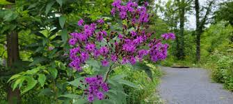 Image result for Vernonia natalensis