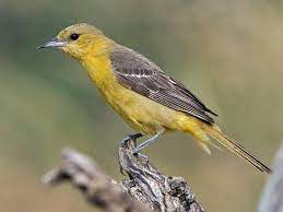 Check spelling or type a new query. Similar Species To Bullock S Oriole All About Birds Cornell Lab Of Ornithology
