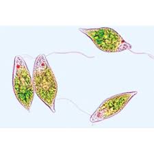 Thin, the organisms an operator would see under the microscope are ameoba and some flagellates. Microscope Slide Mixed Protozoa W M Siphoning