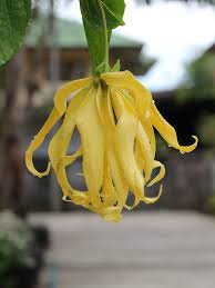 Image result for Cananga