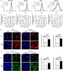 Berberine Induces Oxidative Dna Damage And Impairs Homologous Recombination Repair In Ovarian Cancer Cells To Confer Increased Sensitivity To Parp Inhibition Cell Death Disease