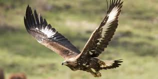 Maybe you would like to learn more about one of these? Golden Eagles Successfully Breed In Dundreggan Scottish Highlands
