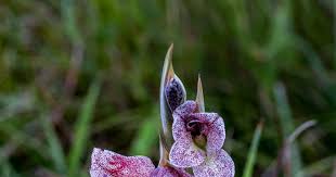 Image result for Gladiolus ecklonii