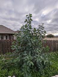Image result for Nicotiana glauca