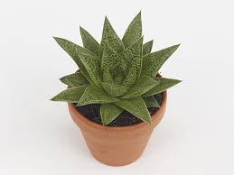 Image result for Asphodelaceae