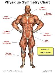 pin on muscle anatomy