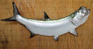 Two Sided Tarpon Saltwater Fish Mount Tarpon Fish Saltwater Taxidermy Tarpon Wall Mounted Fish Reproduction