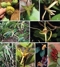 Image result for Pancovia holtzii