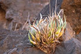 Image result for Eulophia petersii