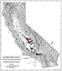 Black diamond hotel (hotel), tirana (albania) deals. Invasive Bark And Ambrosia Beetles In California Mediterranean Forest Ecosystems Springerlink