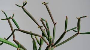 Image result for Cissus fanshawei