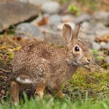 Funny Kids Jokes Grandparents Com Wild Rabbit Funny Jokes For Kids Jokes For Kids