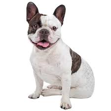 One of the reasons french bulldogs are so popular other than their, loving temperament, low maintenance and being the most supreme french bulldogs have many colors and color patterns that when mixed together gets you the final color appearance of the dog. French Bulldog Dog Breed Information Temperament Health