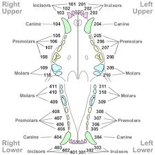 Preston One Dental Studio Puppy Teeth Chart