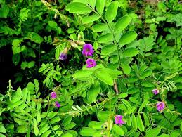 Image result for Tephrosia aequilata