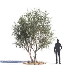 Image result for Maerua salicifolia