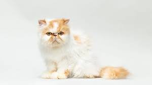 Yang perlu diketahui bahwa karena pada usia 2 bulan anak kucing masih dalam. 17 Jenis Jenis Kucing Populer Dan Kisaran Harganya