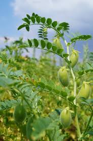 Farines Et Legumes Secs La Ferme Du Mont D Or
