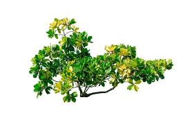 Image result for Dolichandrone alba