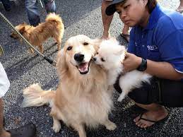 All animals are located in langkawi, malaysia but may be eligible for national and international transit to the right home upon discussion. Why Should Malaysians Adopt Their Dogs And Cats Instead Of Buying