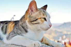 die chronische nierenerkrankung bei der katze ursache entstehung verlauf behandlungsmoglichkeiten tierarztpraxis