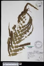 Image result for Amblovenatum opulentum