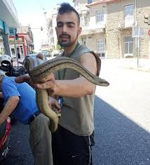Αγρίνιο — sp agrinijas ap αγρίνιο/agrinio l v graikija … pasaulio vietovardžiai. Agrinio Fidi Trypwse Se Mhxanaki Fwto Tempo24 News