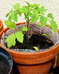 We knew that growing tomatoes in the usual way would never produce anything but frustration. How To Grow Tomatoes In Pots Foxy Folksy