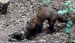 Image result for kuna lesní obrázky