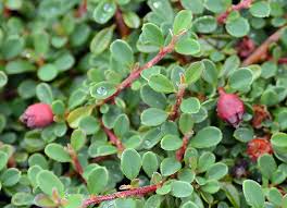 Image result for Cotoneaster microphyllus