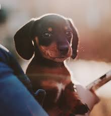 For use indoors and outdoors. Treat Intervertebral Disc Disease In Dogs Using Acupuncture Healing Paws Center