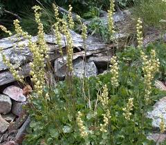 Image result for Heuchera cylindrica Greenfinch