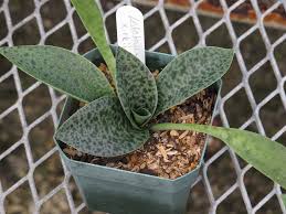 Image result for Drimiopsis botryoides