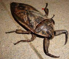 pin on scary creepy crawlies